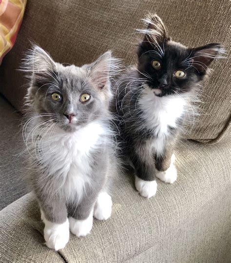 Cute kittens! Gray and Black Tuxedo Domestic Longhair cats. Spike Grey and Buster Black. 💙 Sweet ...