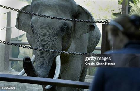 La Zoo Photos and Premium High Res Pictures - Getty Images