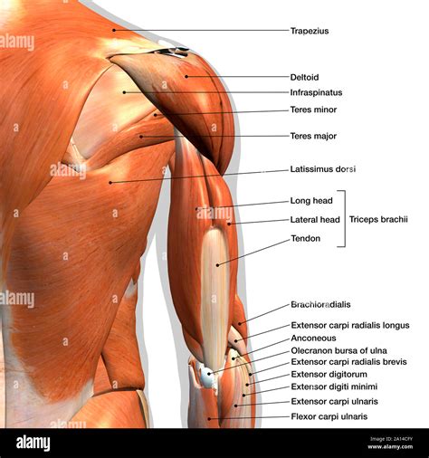 Labeled anatomy chart of male triceps and shoulder muscles, on white background Stock Photo - Alamy