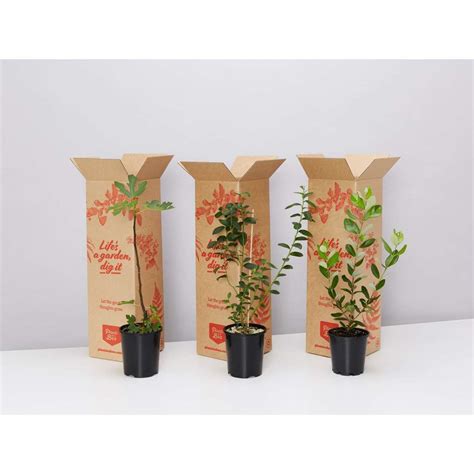 Plants in a Box The Edible Plant Box - Large | Woolworths