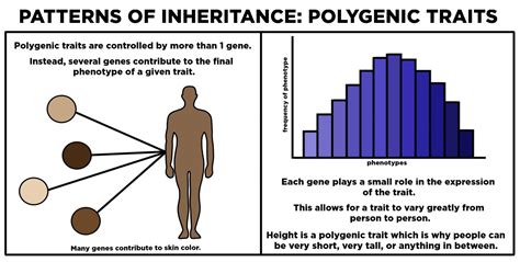 Which Has the Most Control of Traits and Inheritance