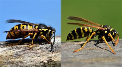 European Hornet Vs Yellow Jacket - Goimages Ily