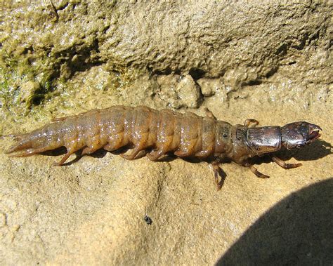 Dobsonfly Larva ( Hellgrammite ) | This is the larva of a Do… | Flickr