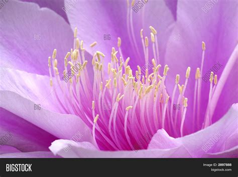 Close- Epiphyllum Image & Photo (Free Trial) | Bigstock