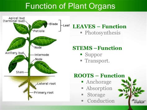 Plant Organ System Examples - Quotes Trend