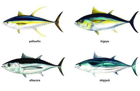 The four main tuna species in the tropical and subtropical waters of... | Download Scientific ...