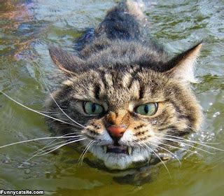 Awetya: Images Turkish van cat swimming pictures gallery 2012