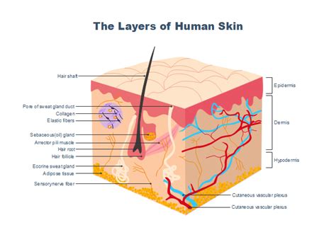 Free Human Skin Layers Templates