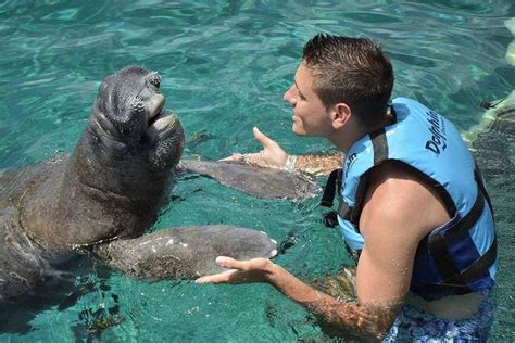 Manatees And Humans: Exploring Curiosity Beneath The Waves