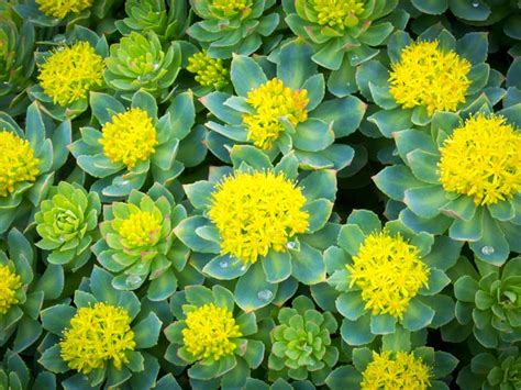 7 Proven Health Benefits of Rhodiola Rosea