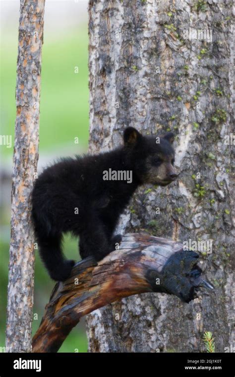 Black Bear Cub Stock Photo - Alamy