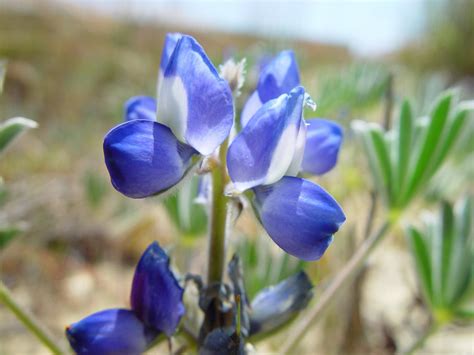 Free picture: blue, lupin, flowers