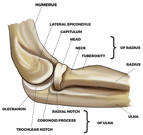 Olecranon fracture causes, symptoms, diagnosis, treatment & prognosis