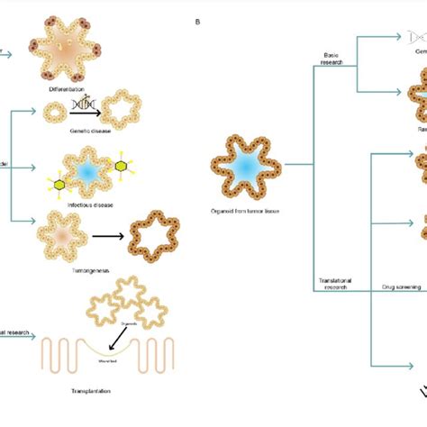 Applications of adult stem cells-derived organoids. a Organoids derived ...