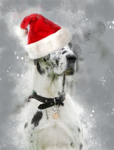 Great Dane Dog Santa Hat Free Stock Photo - Public Domain Pictures