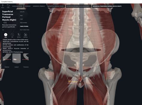 Muscles: Superficial Transverse Perineal. – Anatomy & Physiology