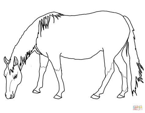 Palomino horse coloring pages download and print for free