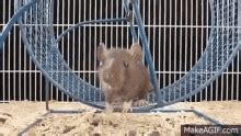 Mouse Running Wheel Gif