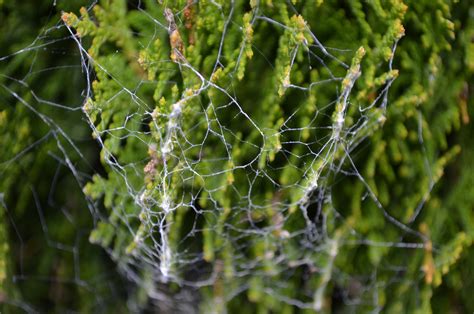 Spider Web On Bushes Free Stock Photo - Public Domain Pictures