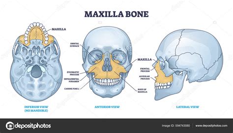 Maxilla Bone Detailed Structure Facial Skeleton Anatomy Outline Diagram Labeled Stock ...