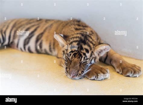 Cute baby tiger sleeping on the park Stock Photo - Alamy