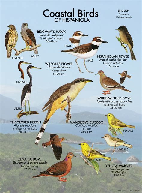 Société Audubon Haiti : Haiti Audubon Society | Birds of Haiti