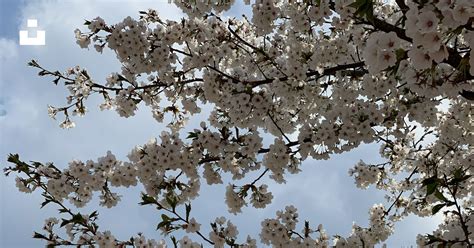 White cherry blossom under blue sky during daytime photo – Free Namyangju-si Image on Unsplash