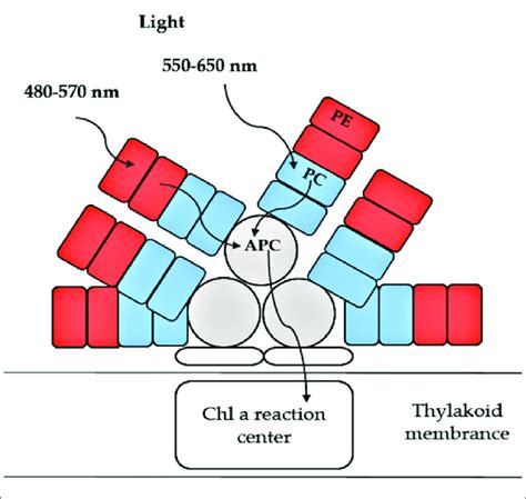 | Schematic structure and function of phycobiliproteins in ...