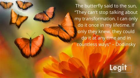 50 butterfly quotes, sayings and short poems to lift your spirits - Legit.ng