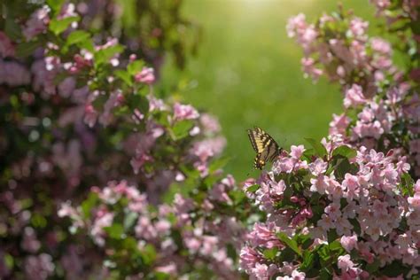 Weigela varieties: the best ones for your garden - Plantura