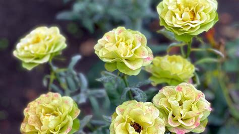 5 Captivating Varieties Of Green Roses