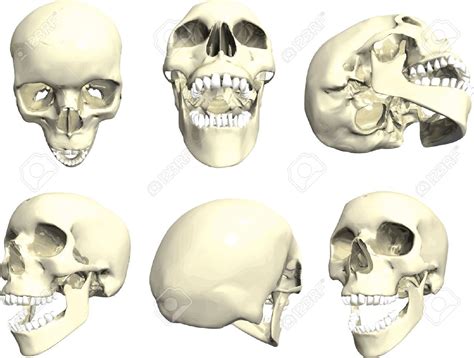 Art reference, Human skull, Skull