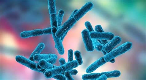 All You Need to Know About Bifidobacterium - Specialty Enzymes & Probiotics™