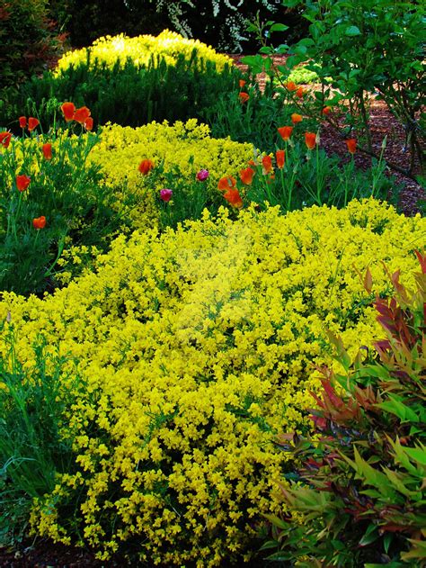 my grandmas flower garden by LittleLily24 on DeviantArt