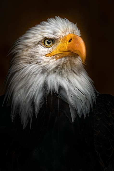 Bald eagle closeup 2440925 Stock Photo at Vecteezy