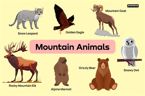 Mountain Animals Vocabulary With Definitions