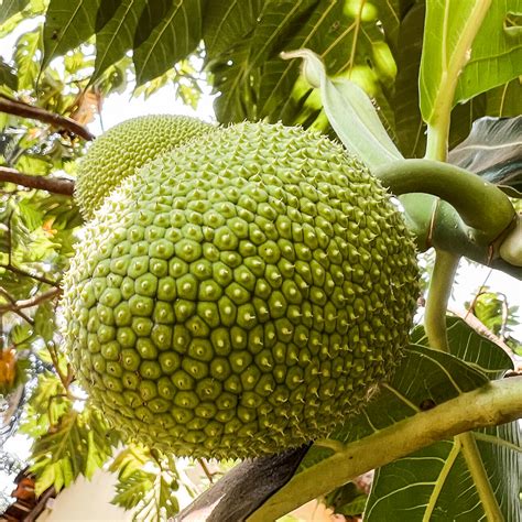 Breadfruit VS Jackfruit: What's the difference?