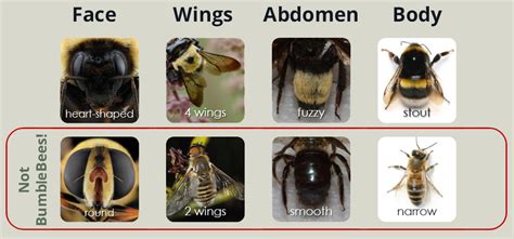 Types Of Bumble Bees