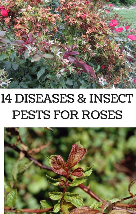 14 Diseases and Insect Pests For Roses | Rose diseases, Rose care ...