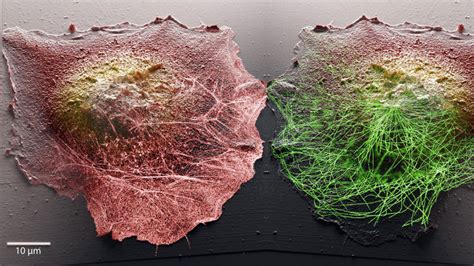 New imaging method offers a glimpse into cell functioning