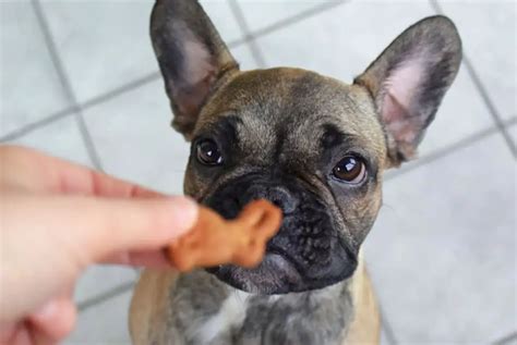 Best Food For A French Bulldog Puppy