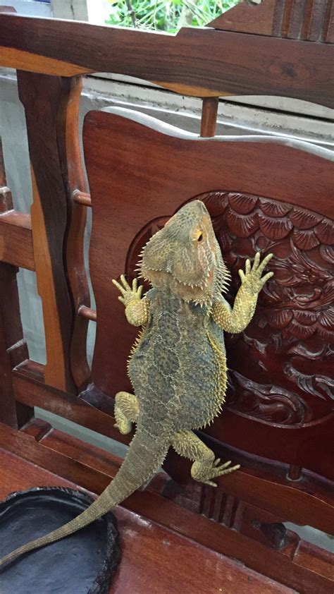 Bearded dragon climbing on a chair | Bearded dragon hammock, Bearded dragon cute, Bearded dragon