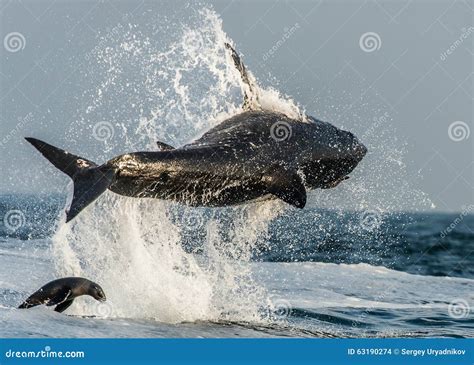 Great White Shark (Carcharodon Carcharias) Breaching In An Attack On Seal. Hunting Of A Great ...