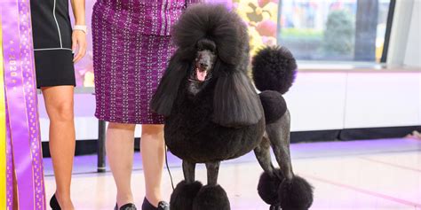 Meet Siba, the standard poodle named Westminster's best in show