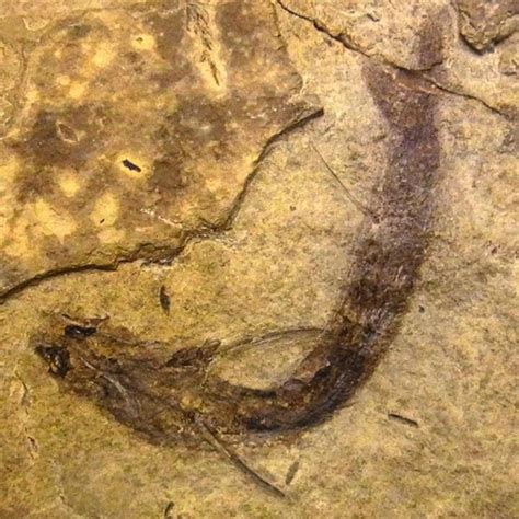 300-Million-Year-Old Fossil Suggests Ancient Fish Could See in Color | Köpek balığı, Köpek