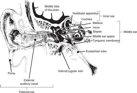 Otolaryngology: Diseases Of The Head And Neck | Basicmedical Key