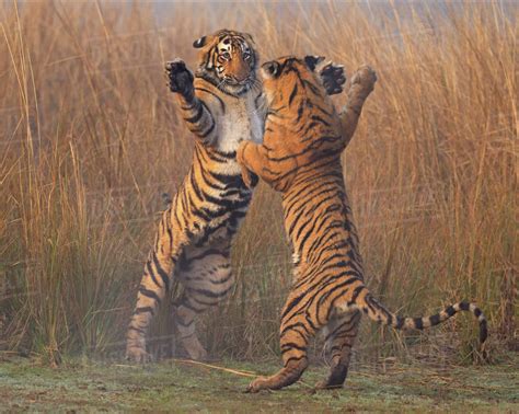 Bengal tiger (Panthera tigris tigris) 11 month cubs play fighting, Ranthambhore National Park ...