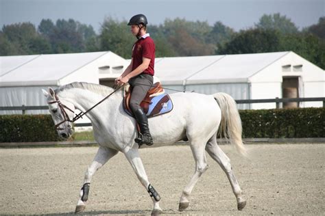 11 Types of Horseback Riding Styles: You Should Know | Pet Keen