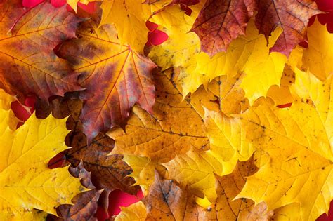 Free photo: Autumn Leaves - Autumn, Fall, Leaves - Free Download - Jooinn