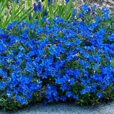 Lithodora Heavenly Blue - Beechmount Garden Centre